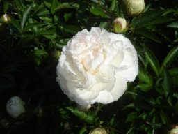 pivoine_20211127_1076452025